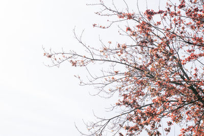 Low angle view of flower tree against clear sky