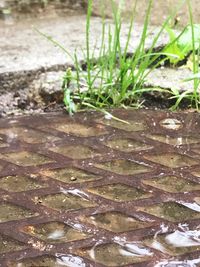 Close-up of fresh green plants in water