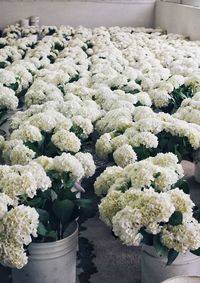 High angle view of potted plant