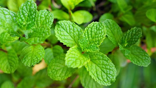 Close up on green mint leaves in outdoor garden. fresh herb or ingredients for cooking.
