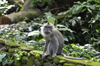 Monkey sitting outdoors