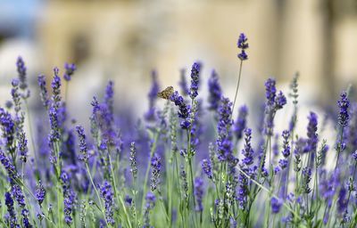 Close-up of purple flowering plants on field