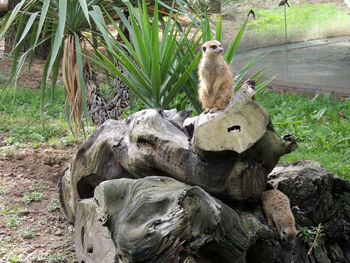 Close-up of squirrel on rock