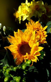 Close-up of yellow flowers blooming outdoors