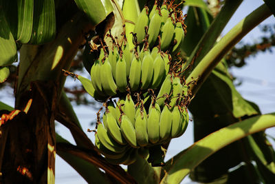 Group of green bananas on the tree