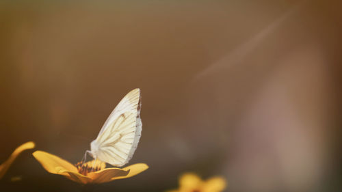 Close-up of butterfly on flower