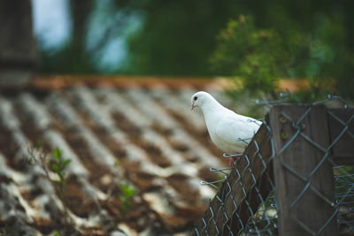 Close-up of seagull perching on chainlink fence