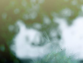 Close-up of plant against blurred background