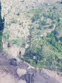 Trees on landscape