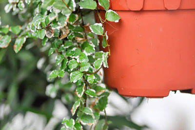 Close-up of wet red plant