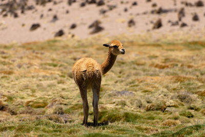 Side view of a deer