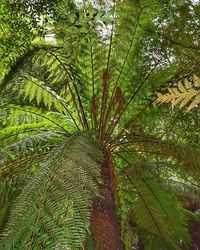 Low angle view of trees