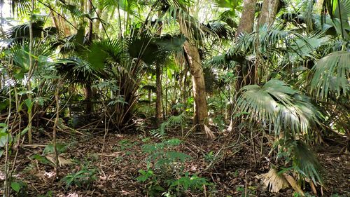 Trees growing in forest