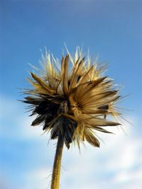 Low angle view of dandelion against blue sky