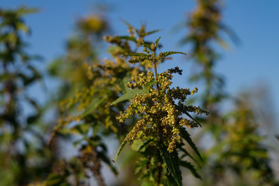 Low angle view of flowering plant against sky