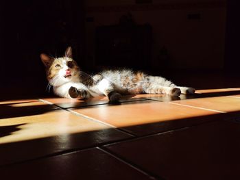 Portrait of cat relaxing on floor