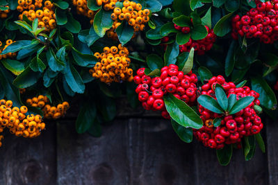 Close-up of red berries on plant