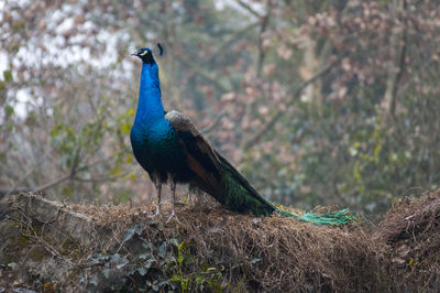 Close-up of peacock perching on rock against blue sky