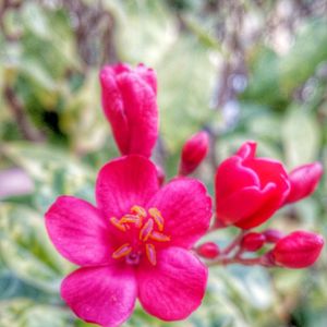 Close-up of pink flowers