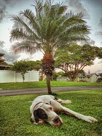 Dog on grass