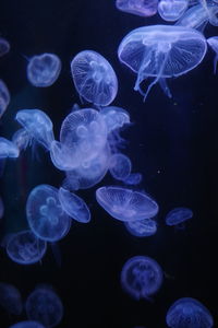 Jellyfish swimming in sea