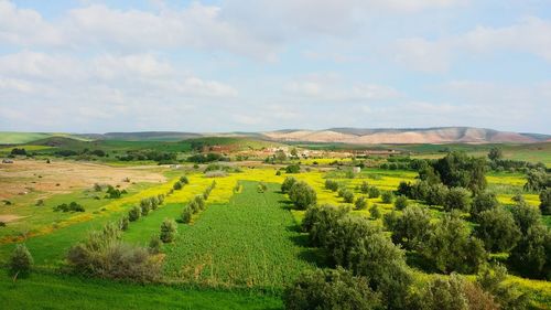 Scenic view of agricultural field against sky