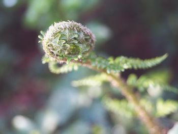 Close-up of flower buds growing outdoors