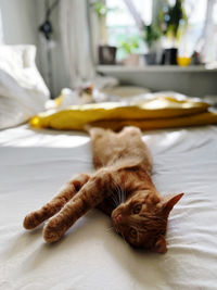 Close-up of cat lying on bed at home