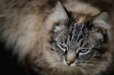 Close-up portrait of a cat