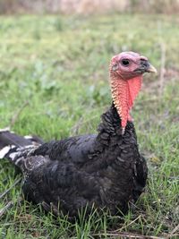 Close-up of a bird looking away turkey