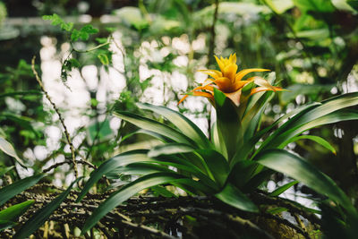 Close-up of flowering plant