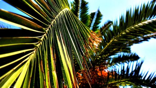 Low angle view of palm trees