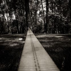 View of trees in park