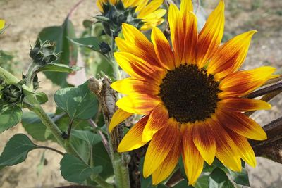 Close-up of sunflower on plant