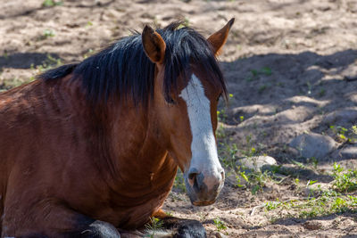 Horse standing in a field