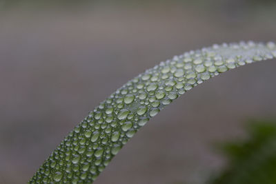 Close-up of green plant