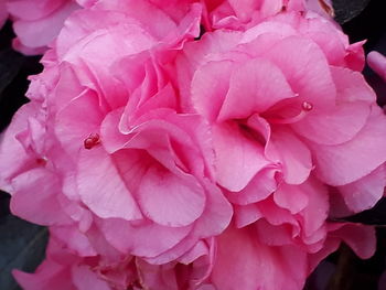 Close-up of wet pink rose