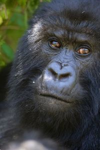 Close-up portrait of serious