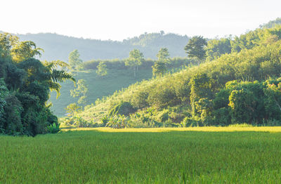 Scenic view of trees on field against sky