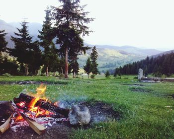 Scenic view of grassy field