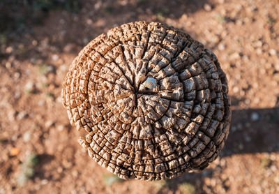 Close-up of tree