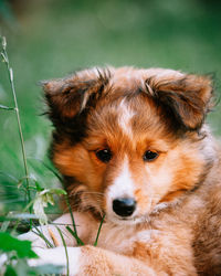 Close-up portrait of dog