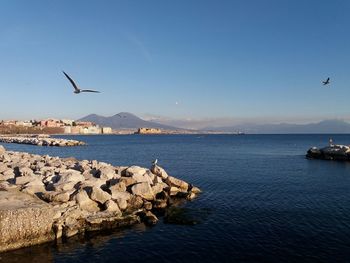 Seagulls flying over sea against sky