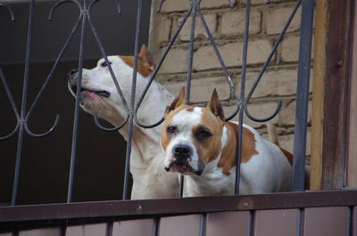 Close-up of a dog looking through metal fence