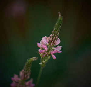 Close-up of pink flowering plant