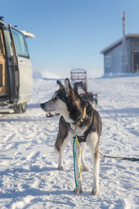 Beautiful alaskan husky dog enjoying a sunny day in winter. sled dogs in norway winter.