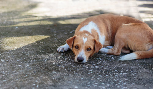 Close-up of dog lying down