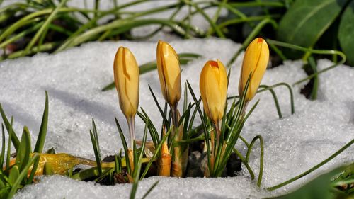 Close-up of crocus blooming on field covered by snow 