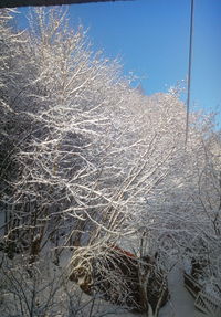 Dry plants on snow covered land against sky