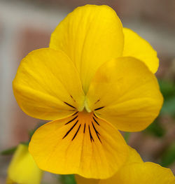 Close-up of yellow flower blooming outdoors